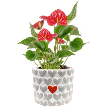 Anthurium Live Plant