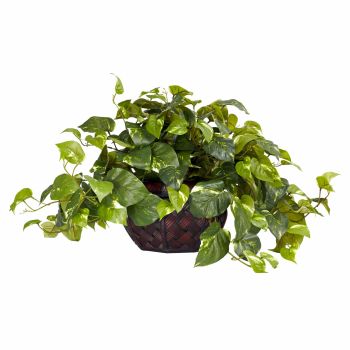 6681 15in. Pothos