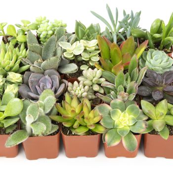 Live Succulent Plants (20 Pack) Assorted Potted Succulents Plants Live House Plants in Cacti and Succulent Soil Mix