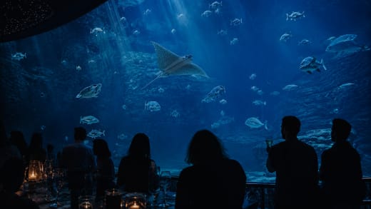 After Dark at Two Oceans Aquarium: Soft Culture as Premium Nightlife