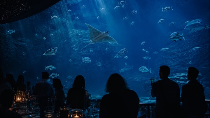 After Dark at Two Oceans Aquarium: Soft Culture as Premium Nightlife