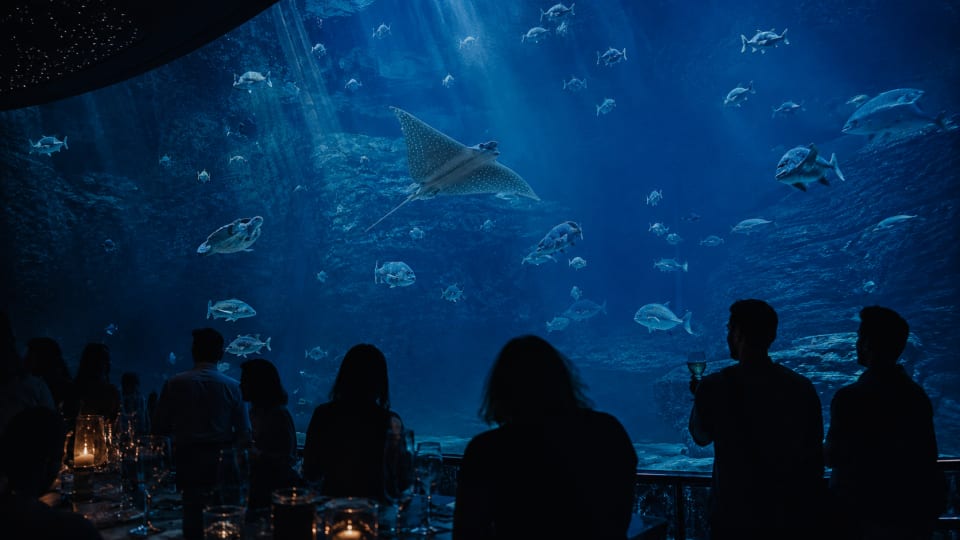 After Dark at Two Oceans Aquarium: Soft Culture as Premium Nightlife
