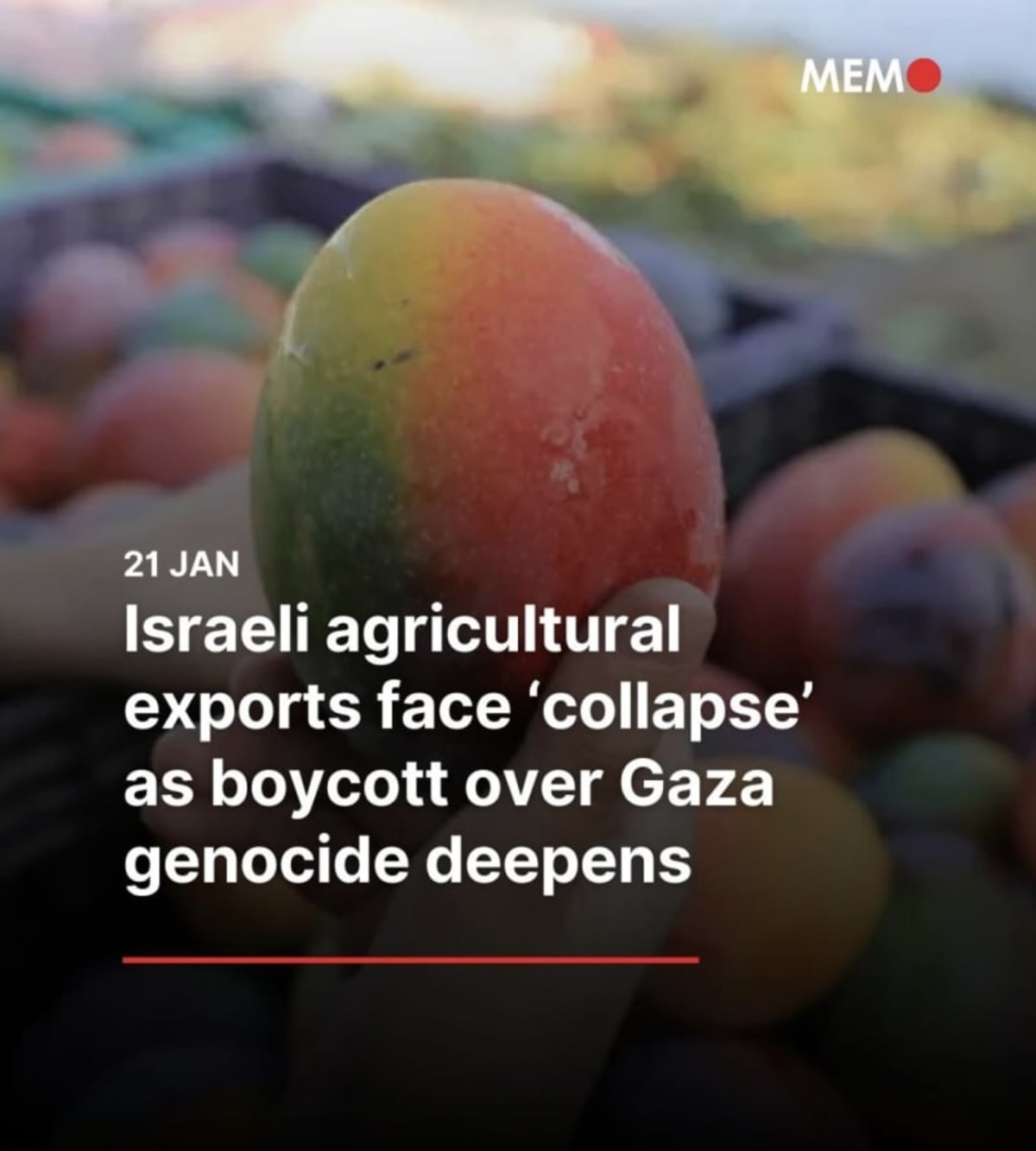 El boicot funciona. Caída de exportaciones agrícolas israelíes