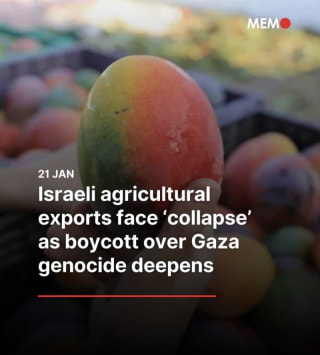 El boicot funciona. Caída de exportaciones agrícolas israelíes