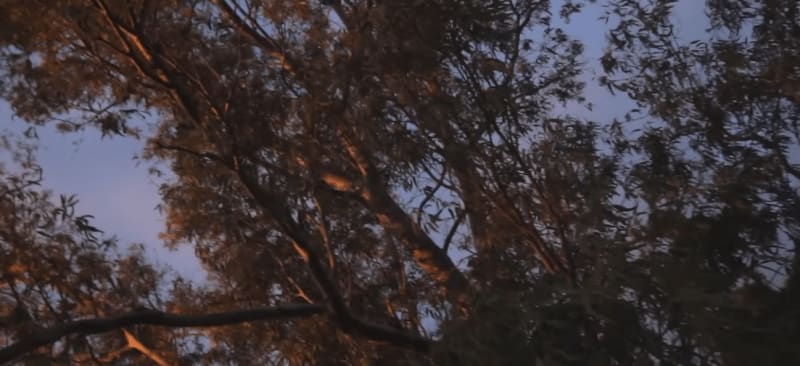 Video - Gaza, una mirada a los ojos de la barbarie.