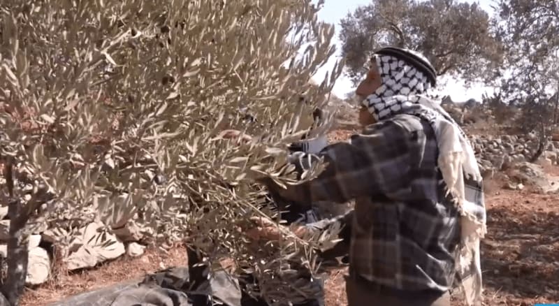 Israel destruye el banco de semillas del pueblo palestino (ecocidio). Apartheid ecológico. Le commerce toxique de l’agro-industrie israélienne. ESP FRA