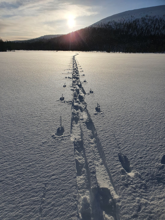 Cross-country skiing