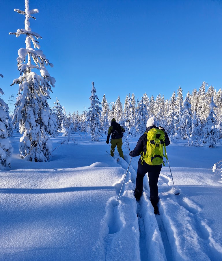 Skiing through Arctic forest