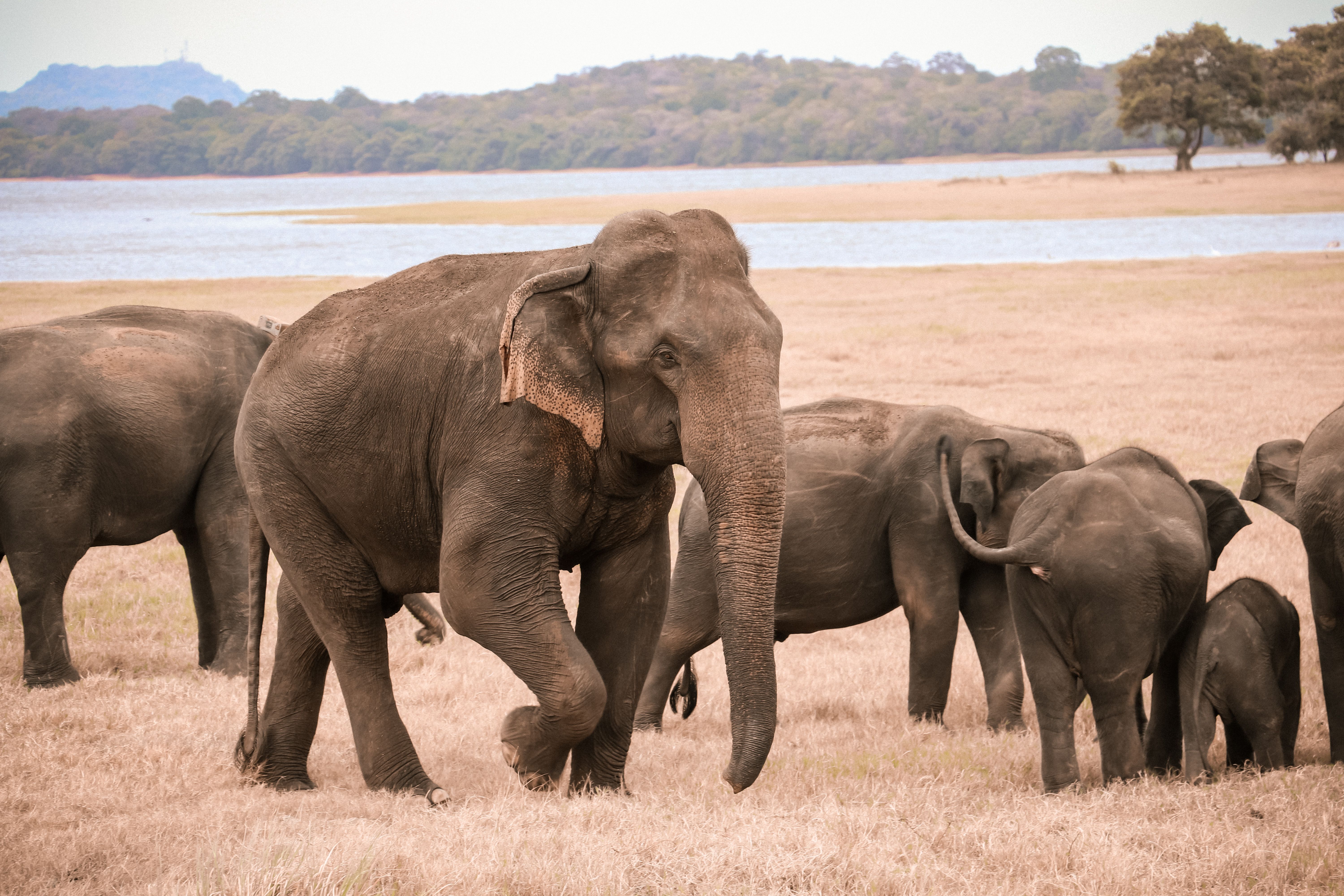 Kaudulla National Parks