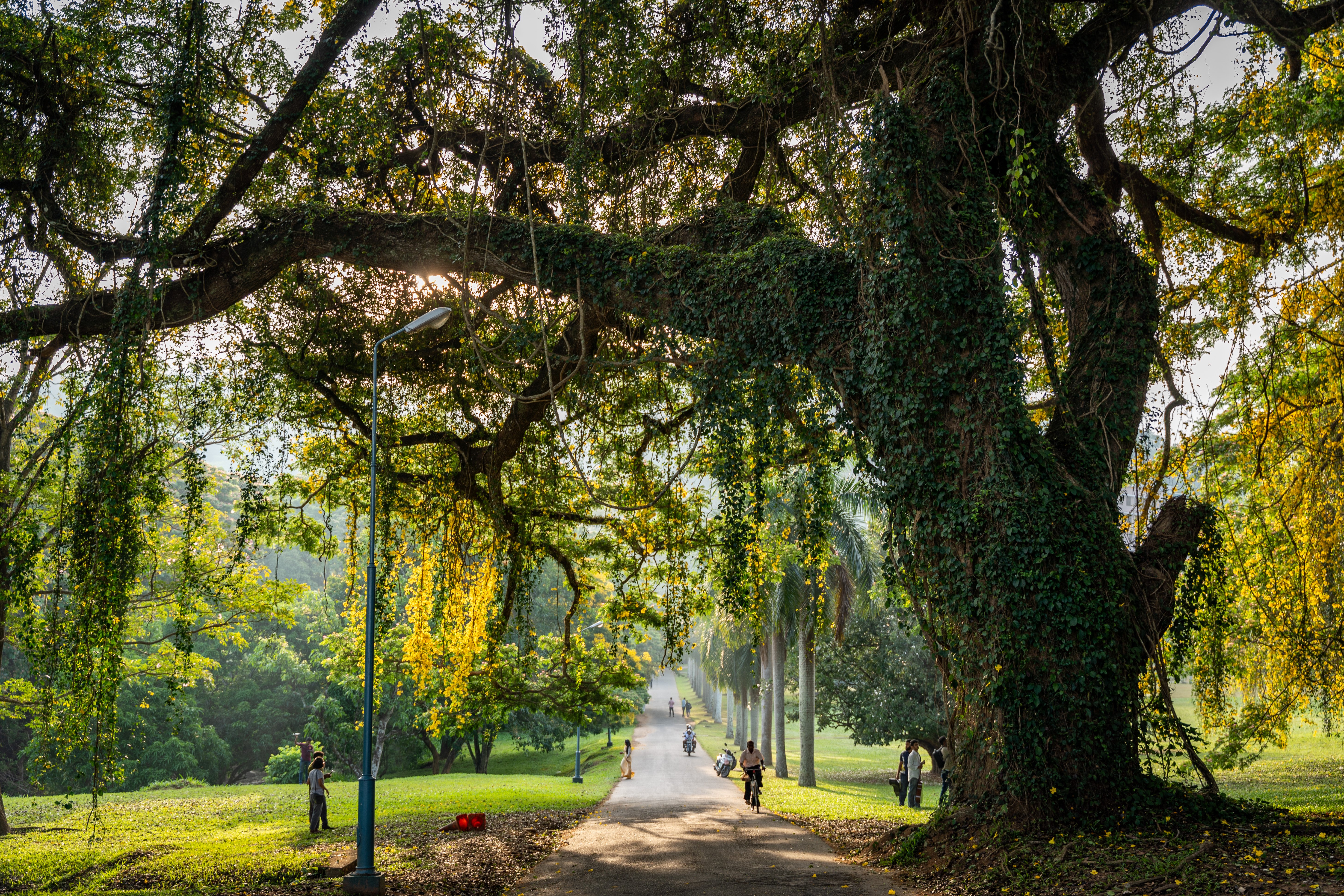 Peradeniya Botanical Gardens