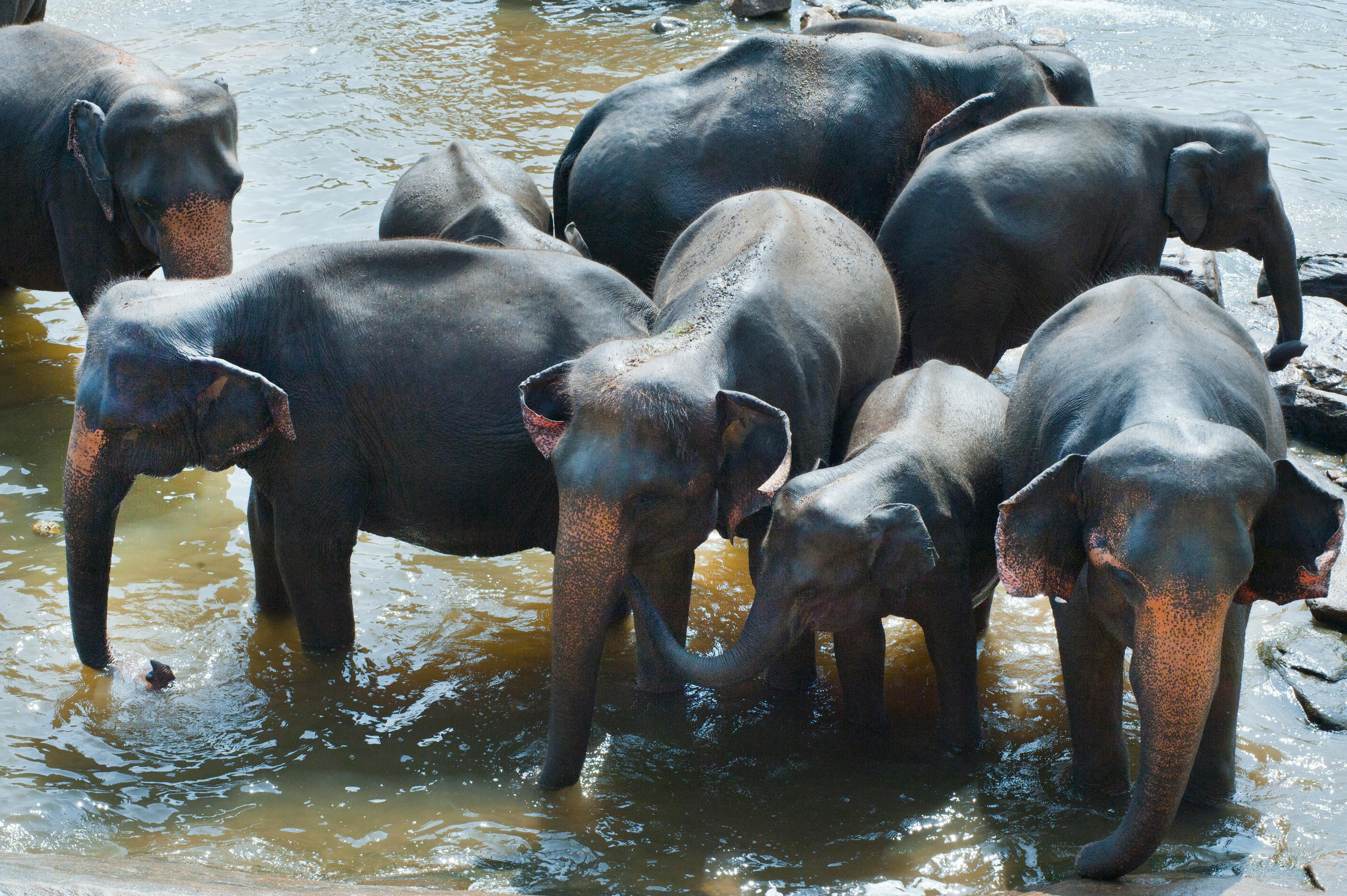 Pinnawala