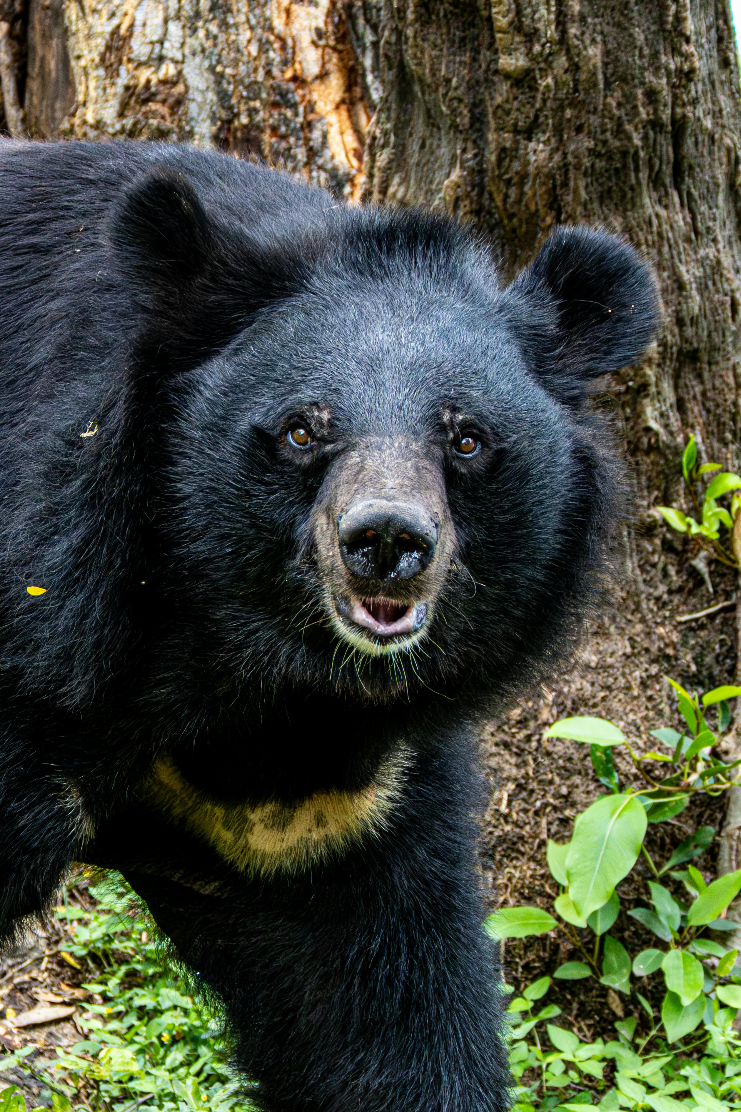 Wildlife Safaris in Sri Lanka