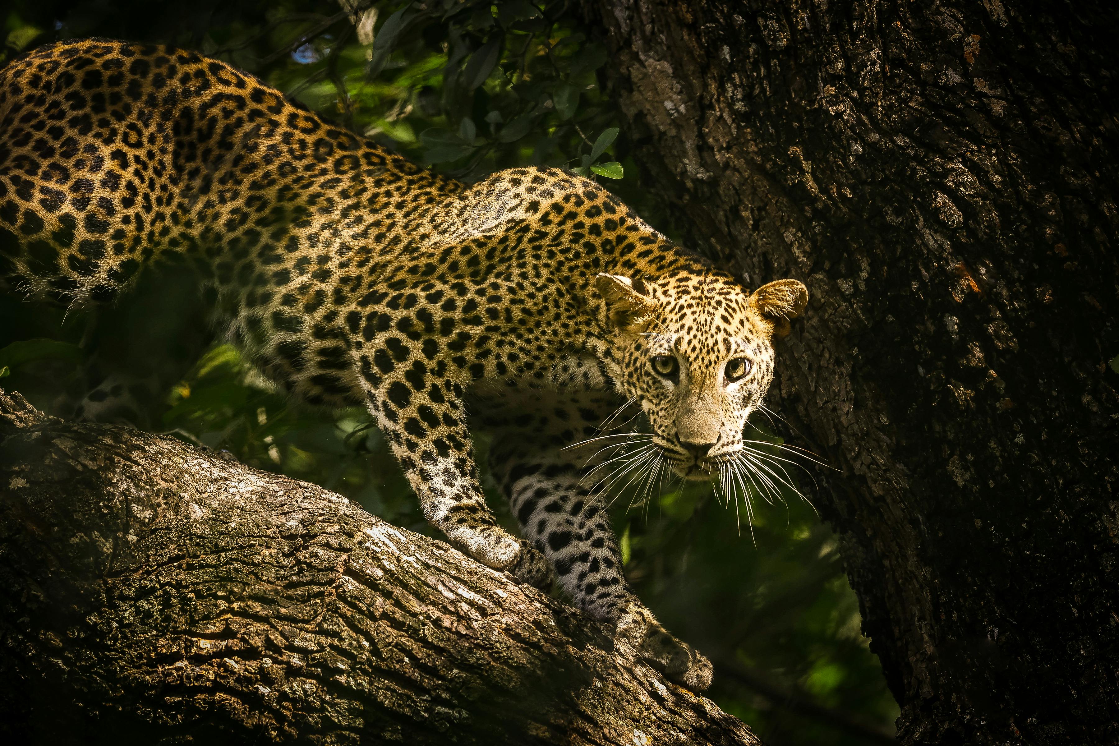 Wildlife Safaris in Sri Lanka
