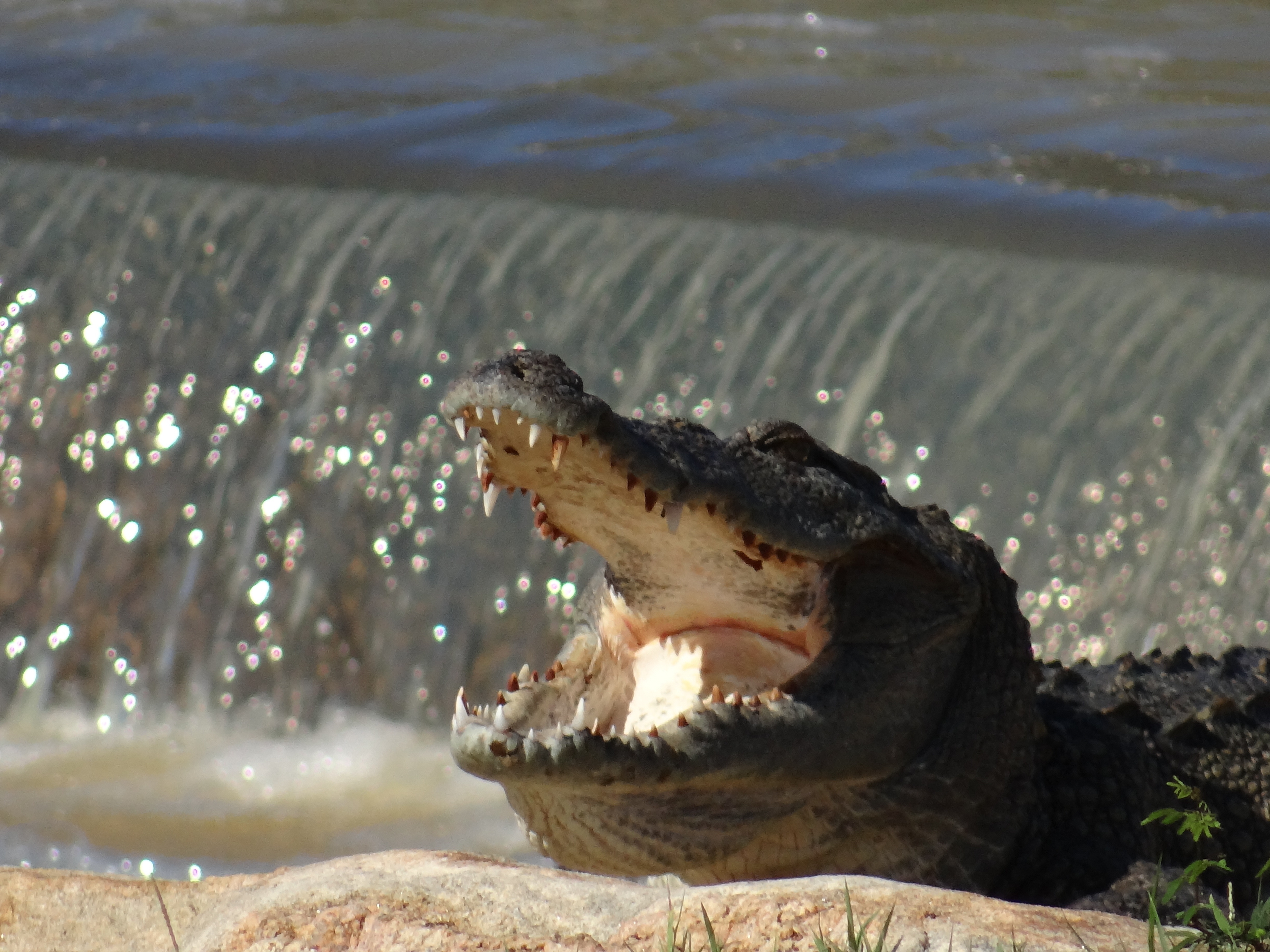 Wildlife Safaris in Sri Lanka