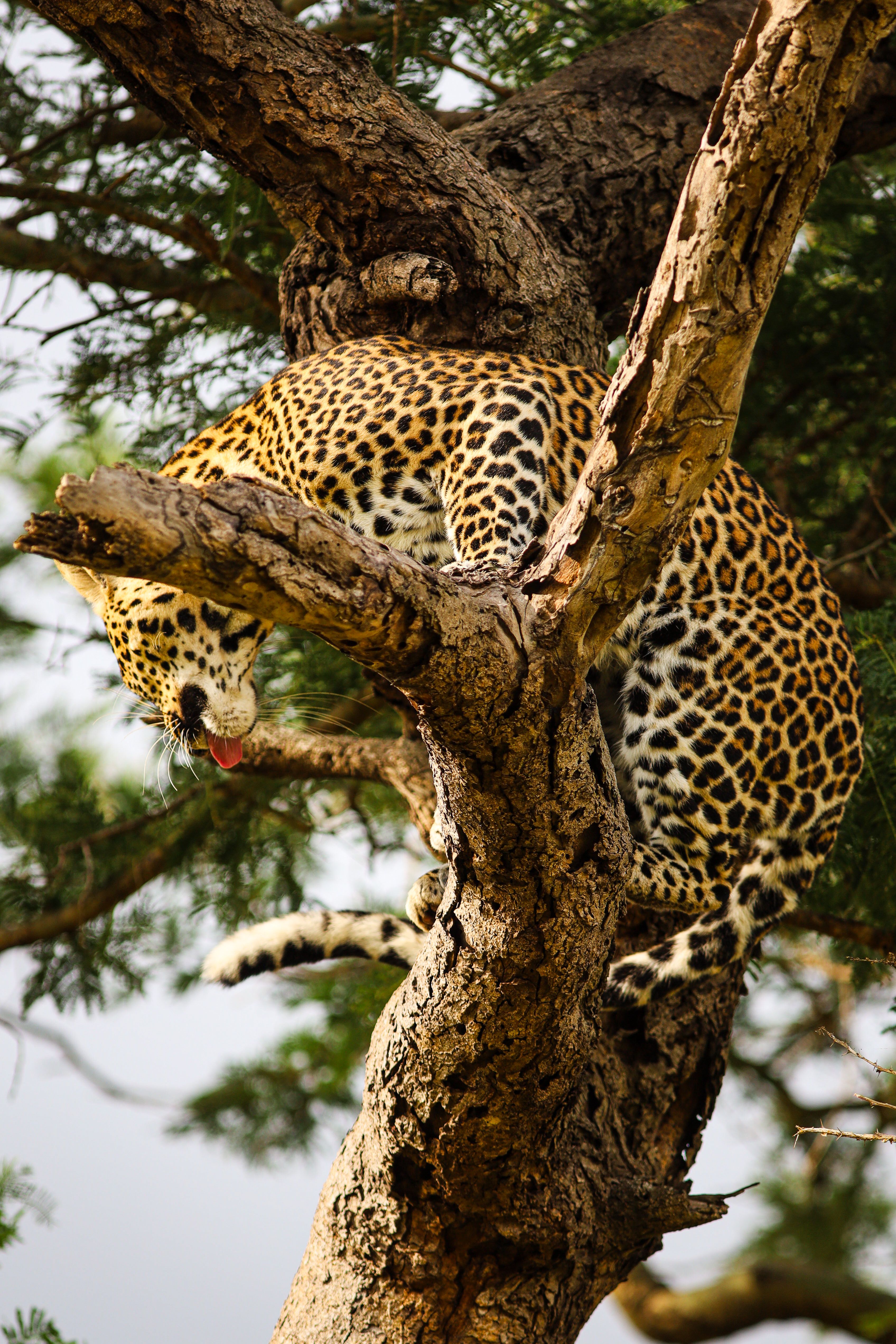 Wildlife Safaris in Sri Lanka