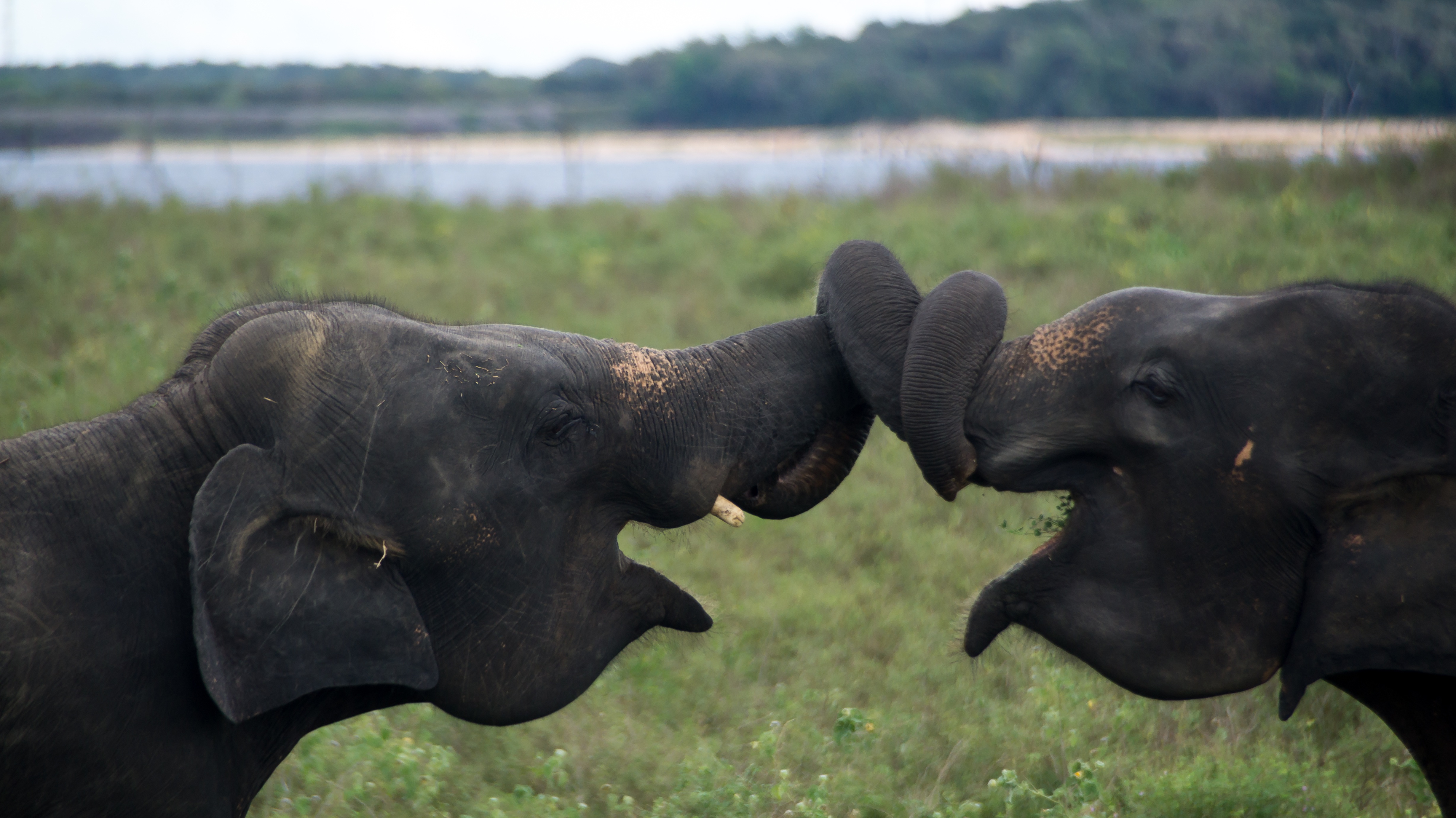 Wildlife Safaris in Sri Lanka