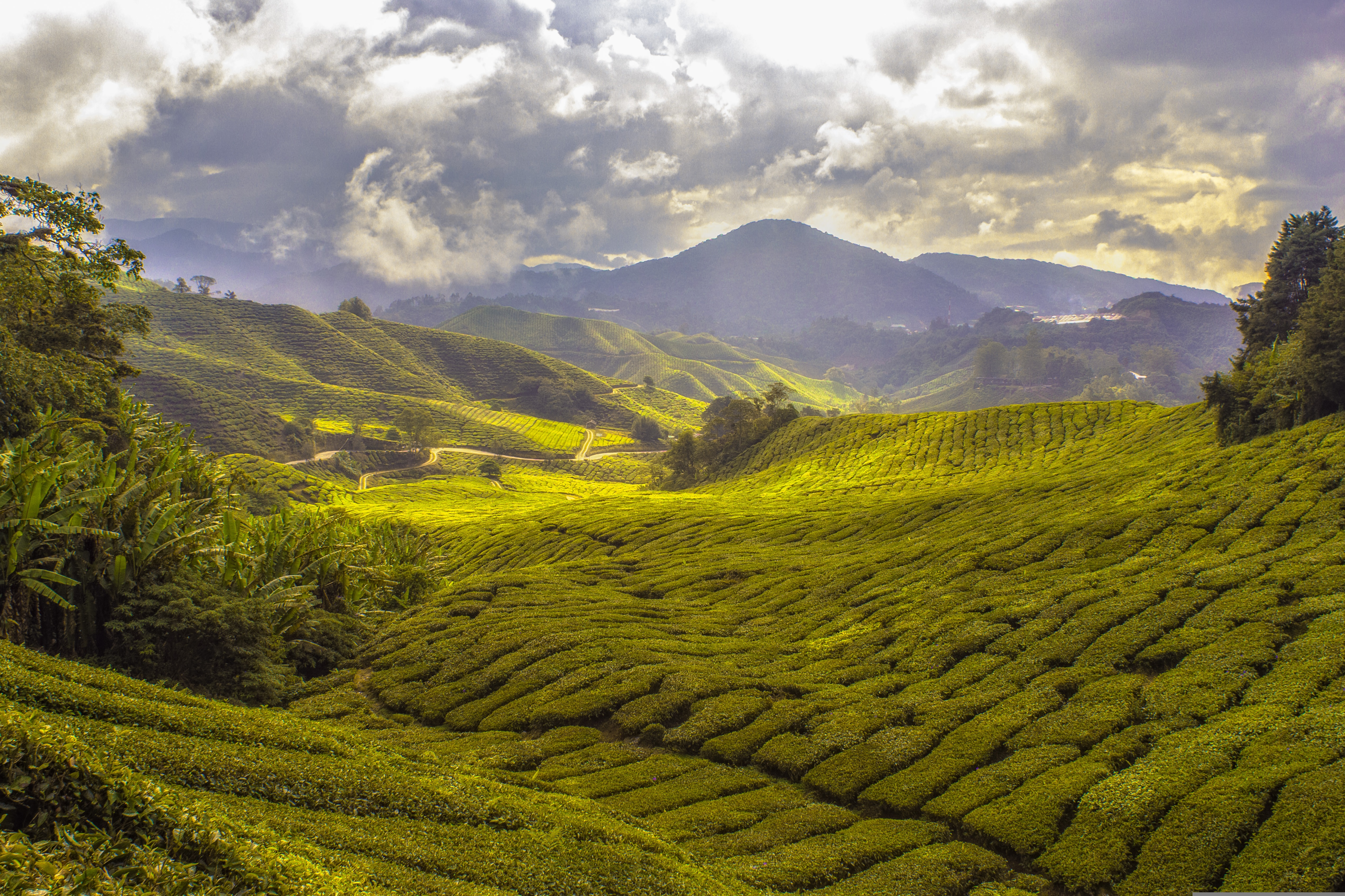 Tea Plantation & Tea Factory Visit
