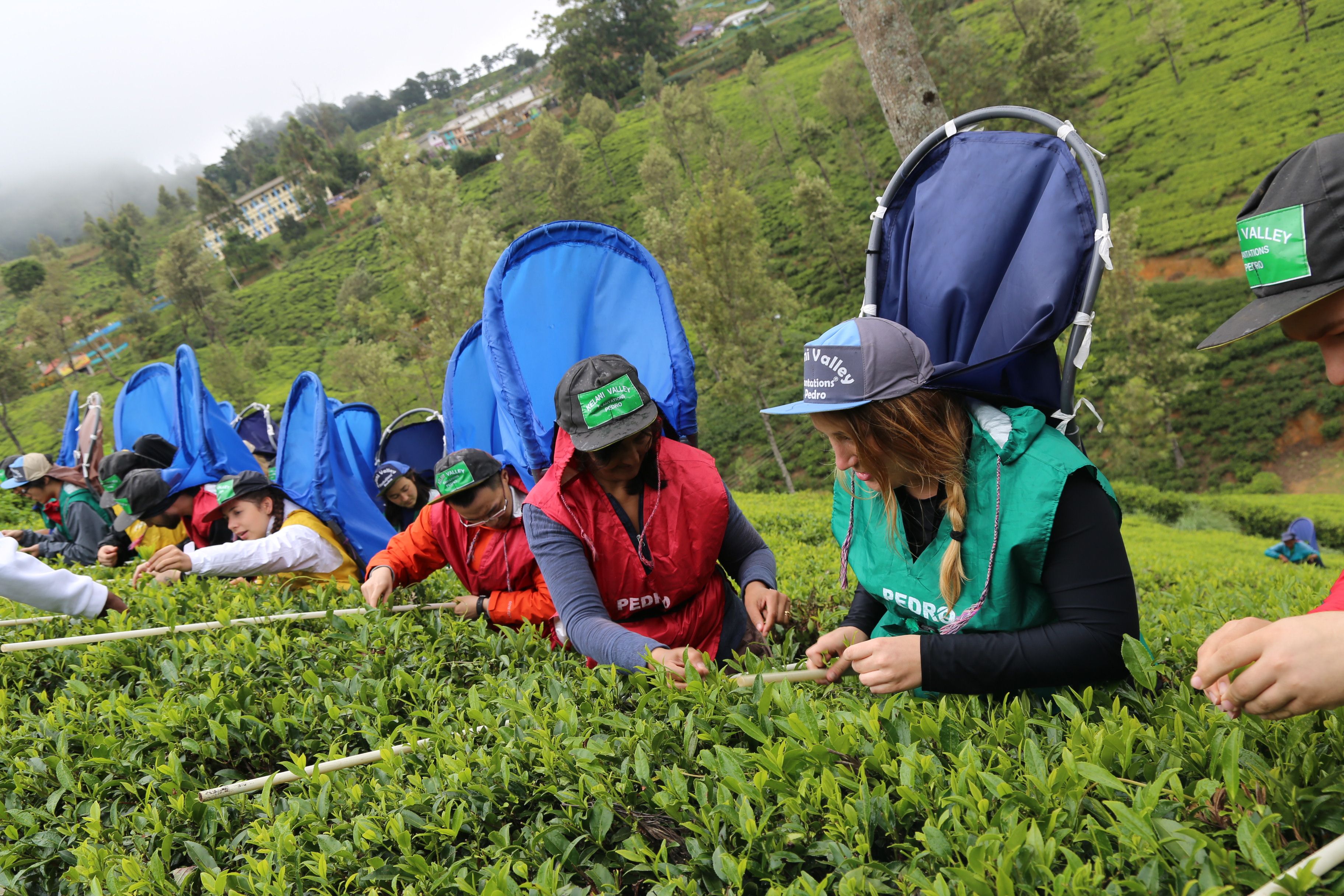 Tea Plantation & Tea Factory Visit