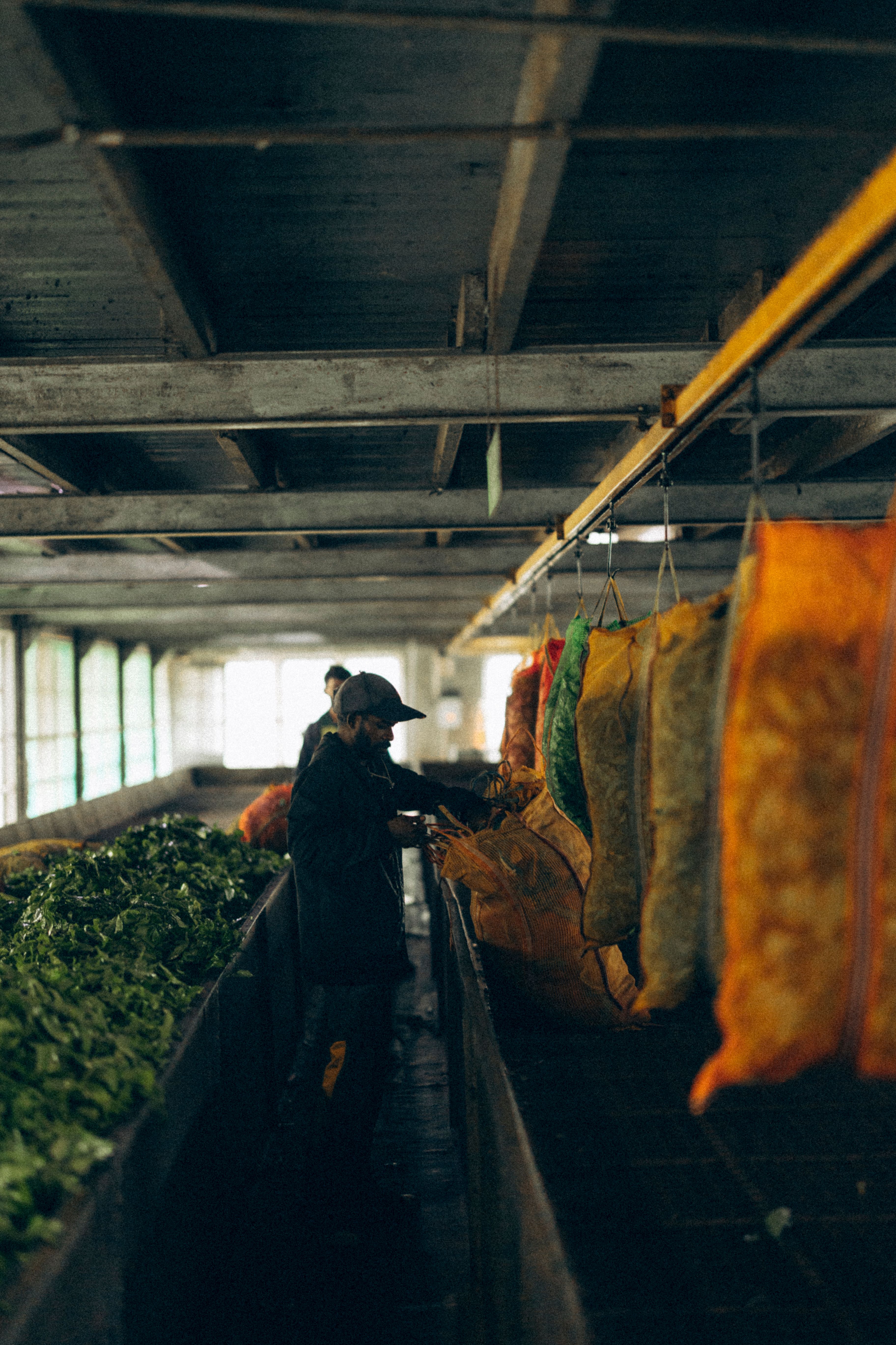 Tea Plantation & Tea Factory Visit