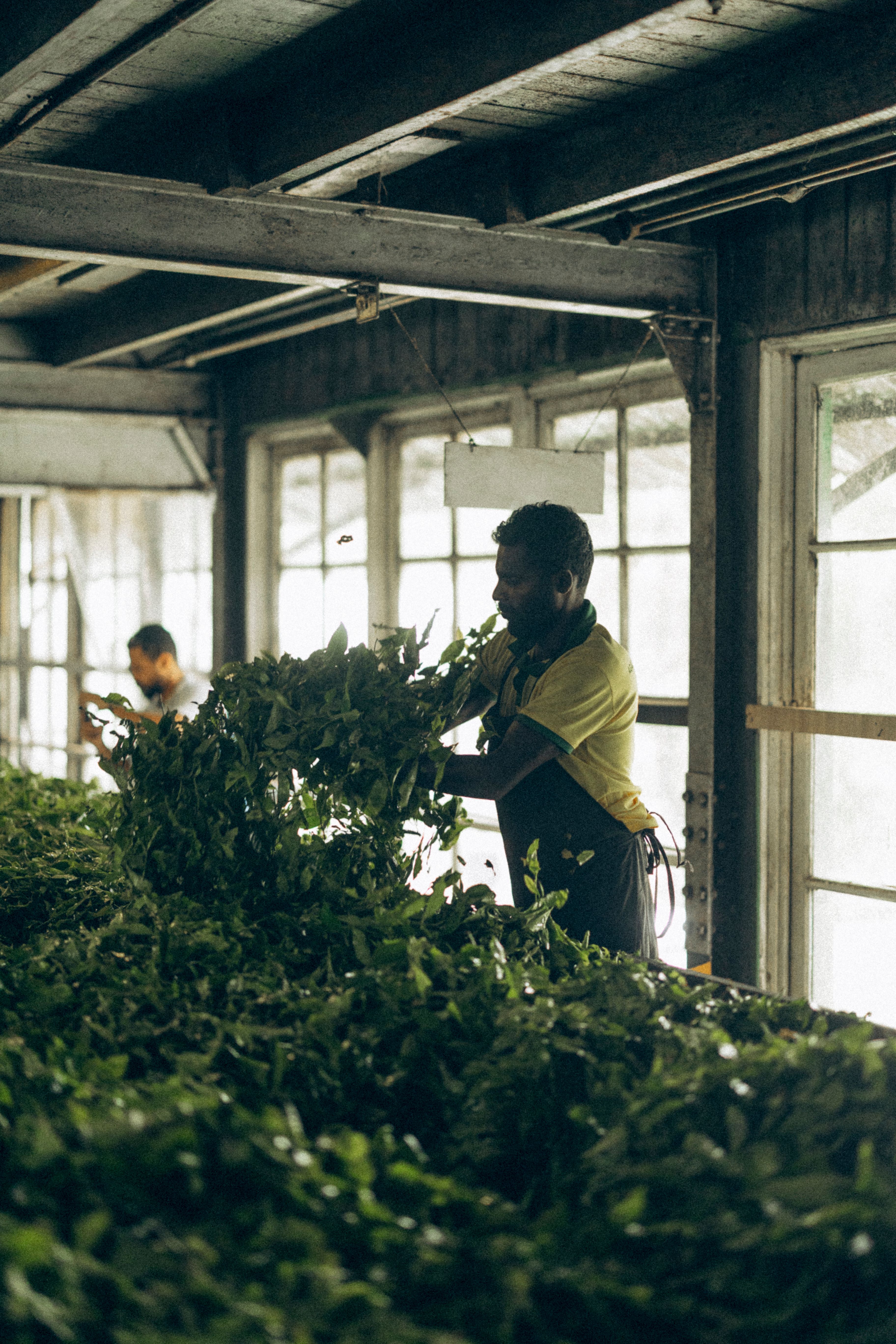 Tea Plantation & Tea Factory Visit
