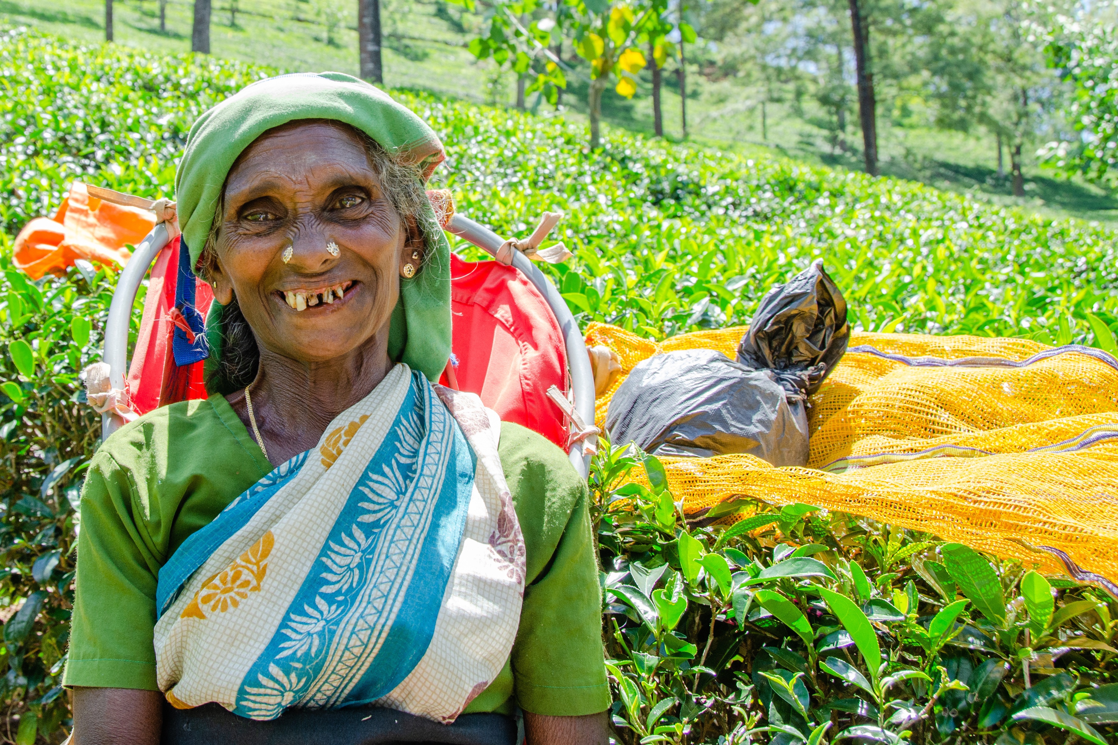 Tea Plantation & Tea Factory Visit