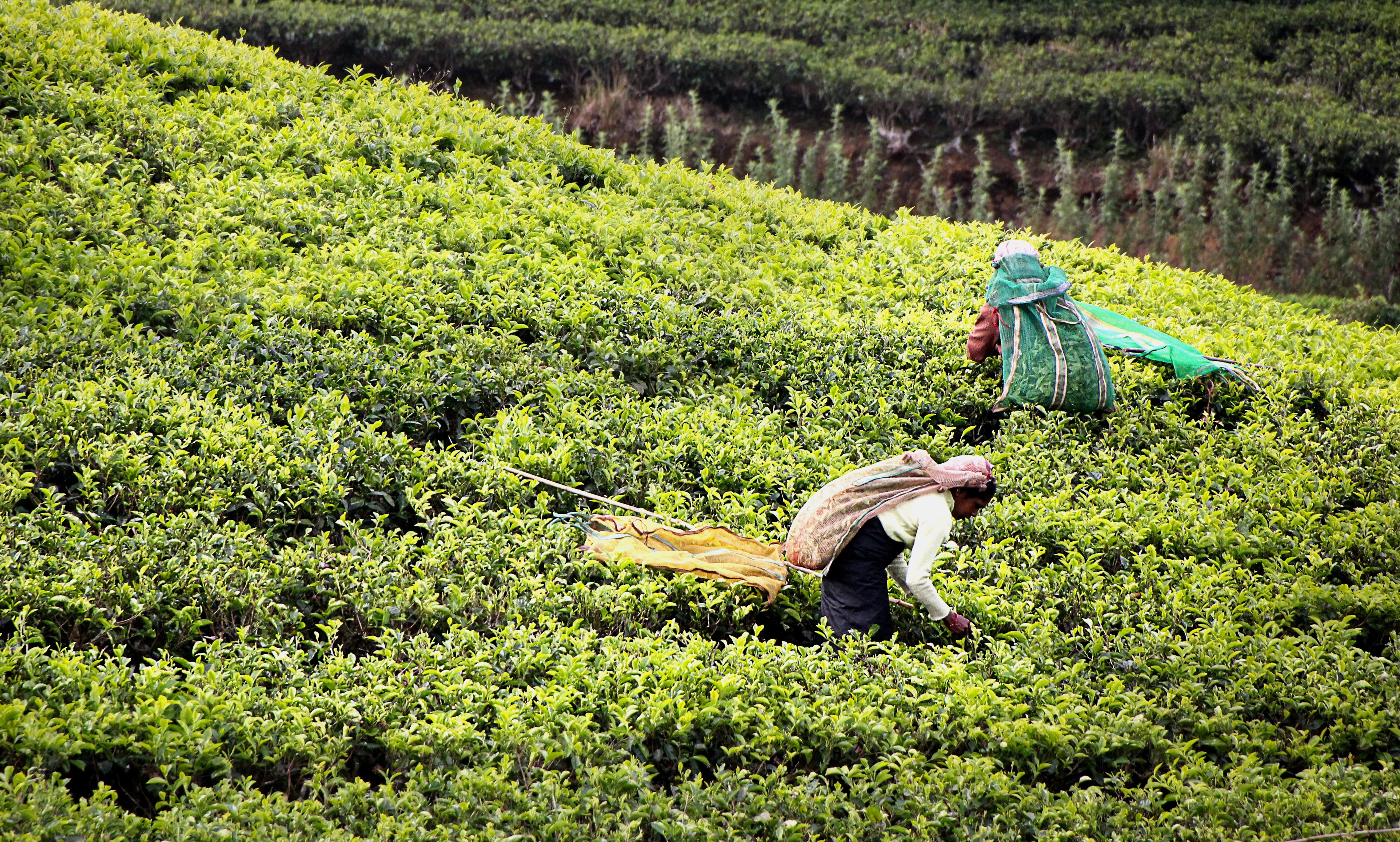 Tea Plantation & Tea Factory Visit