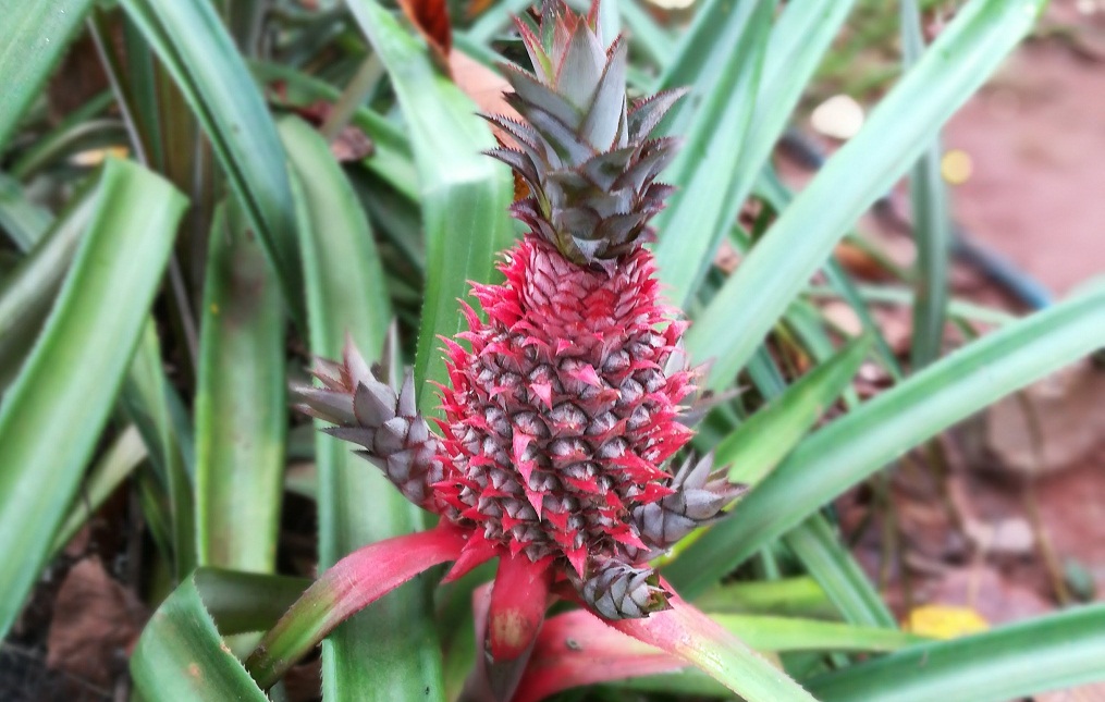 Spice Gardens
