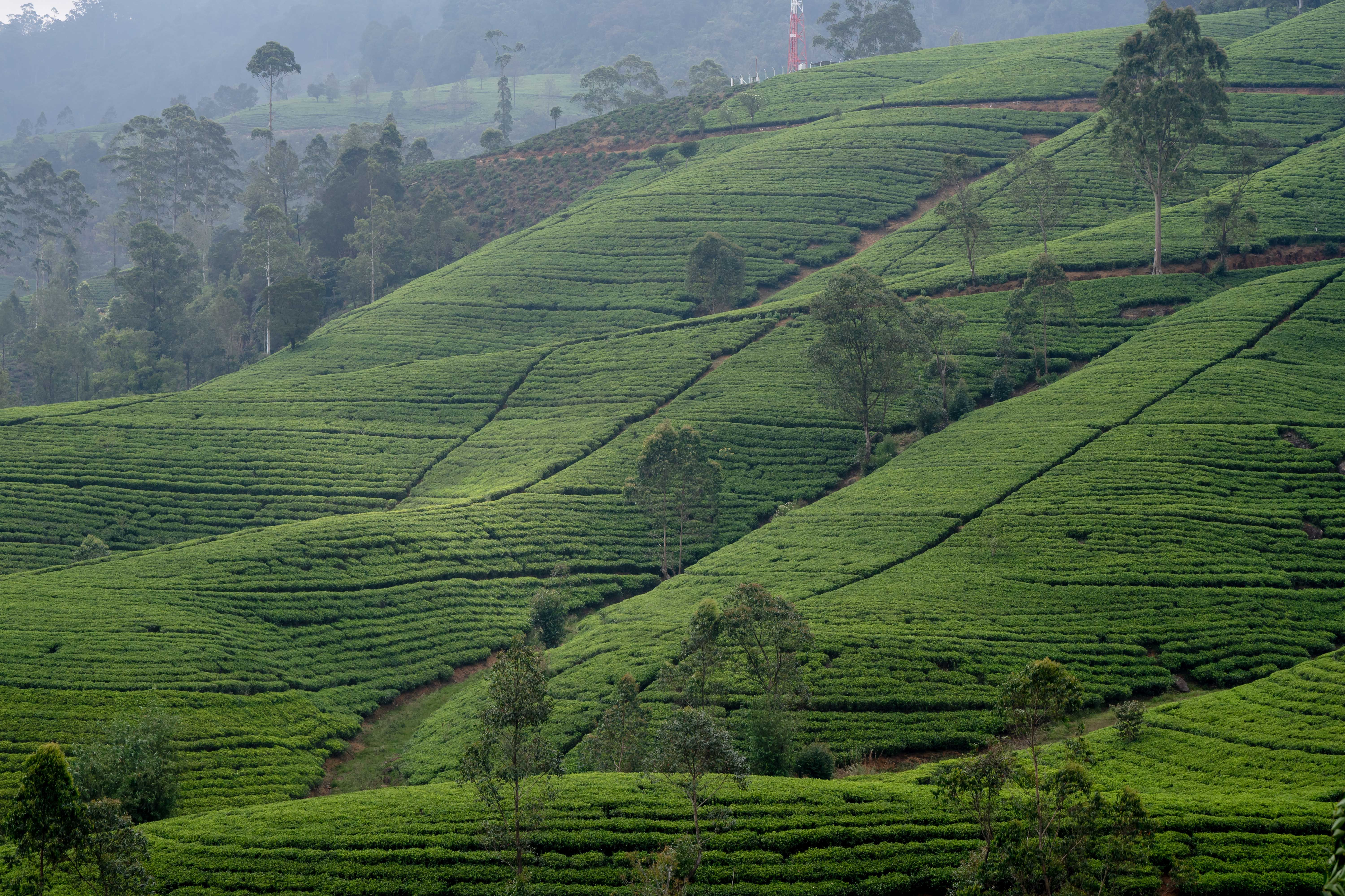 Nuwara Eliya