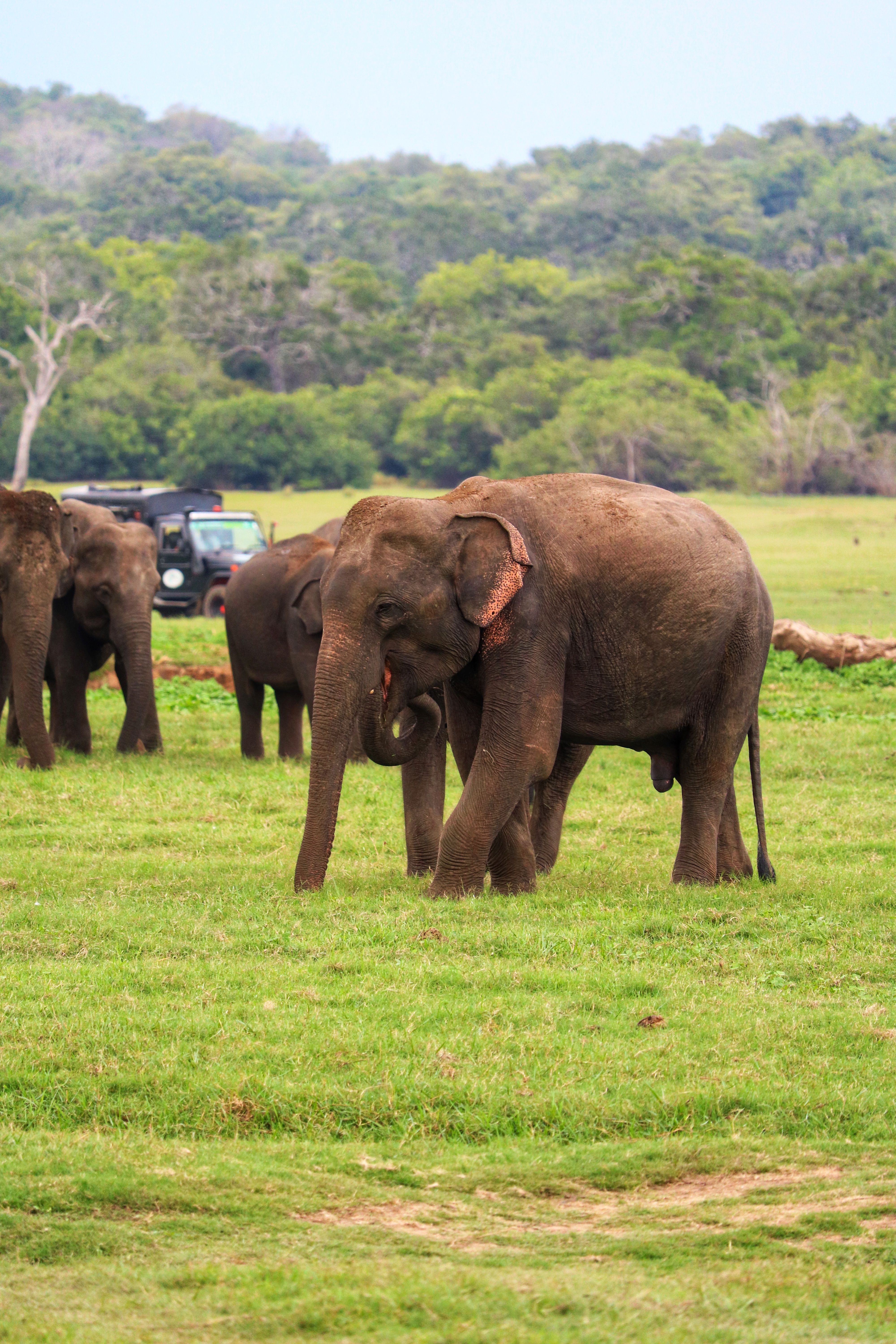 Wilpattu National Park