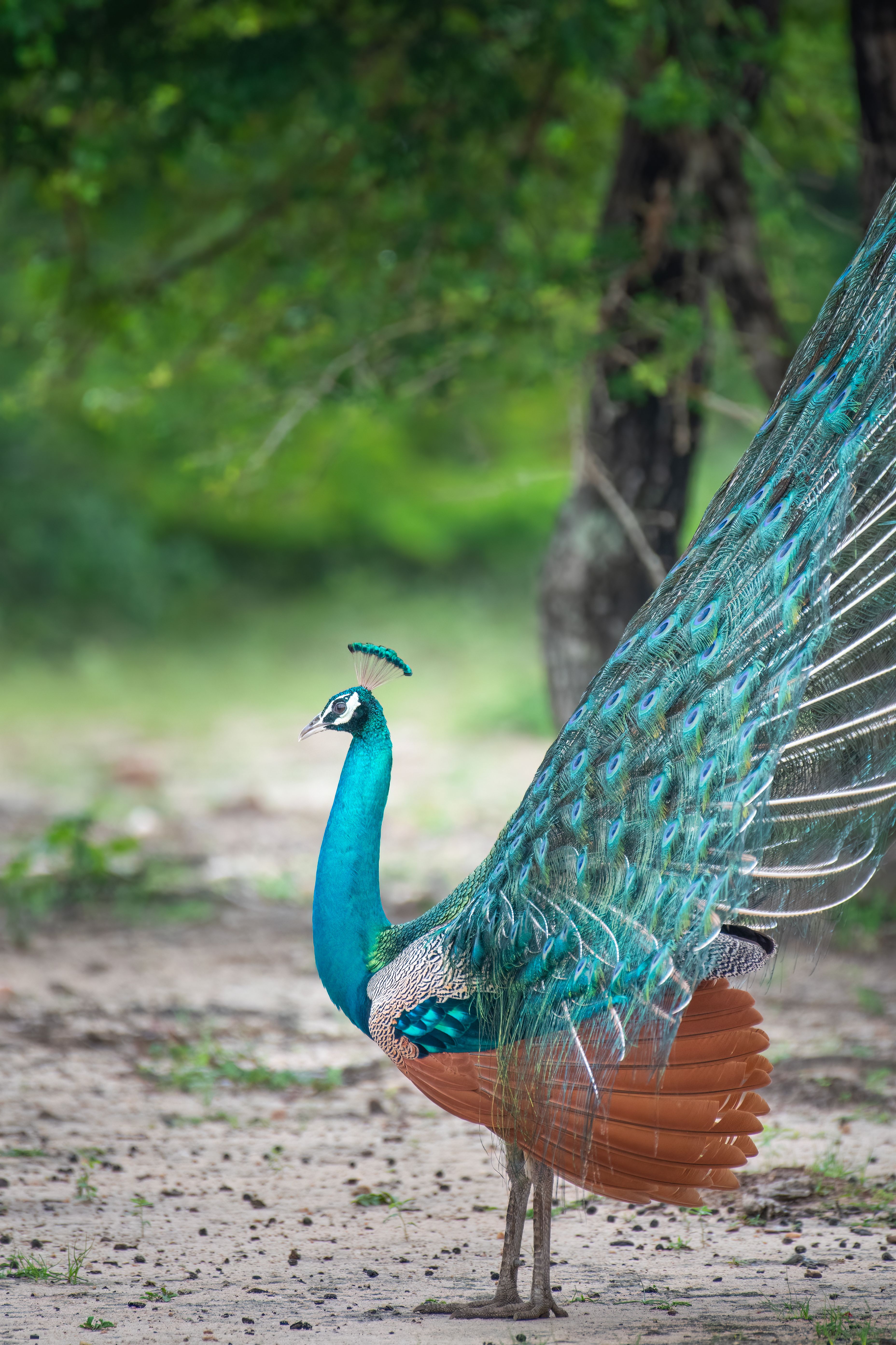 Wilpattu National Park
