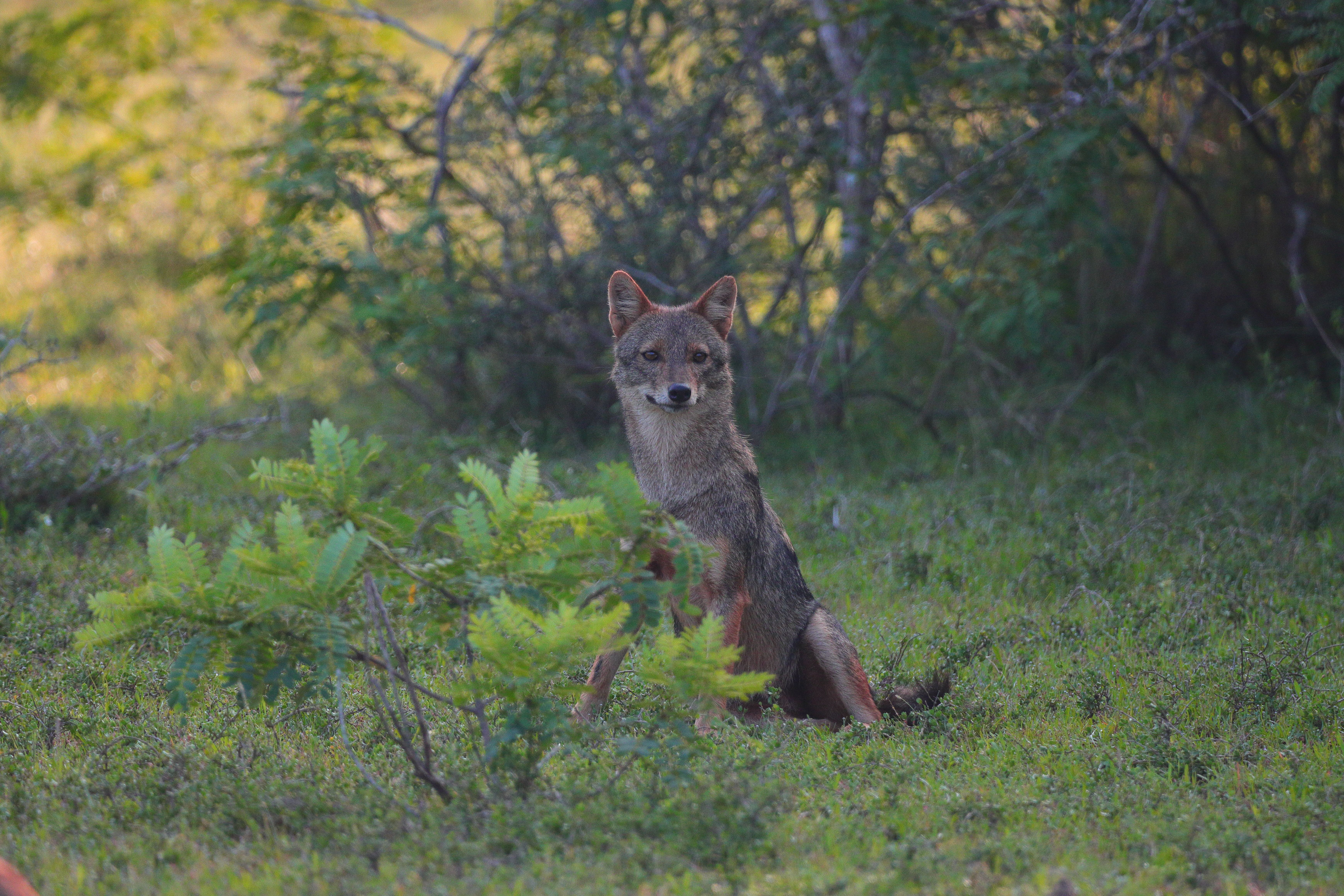 Wilpattu National Park