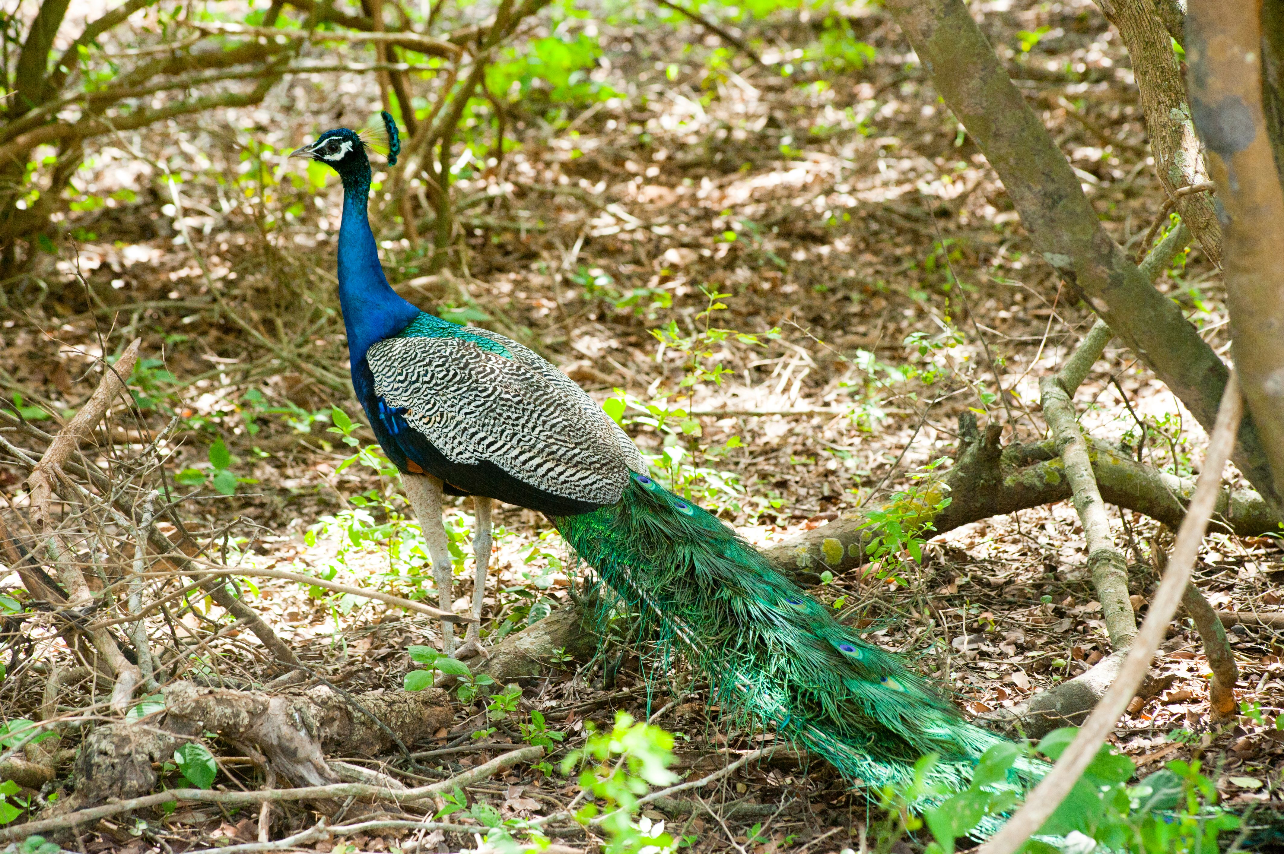 Wilpattu National Park
