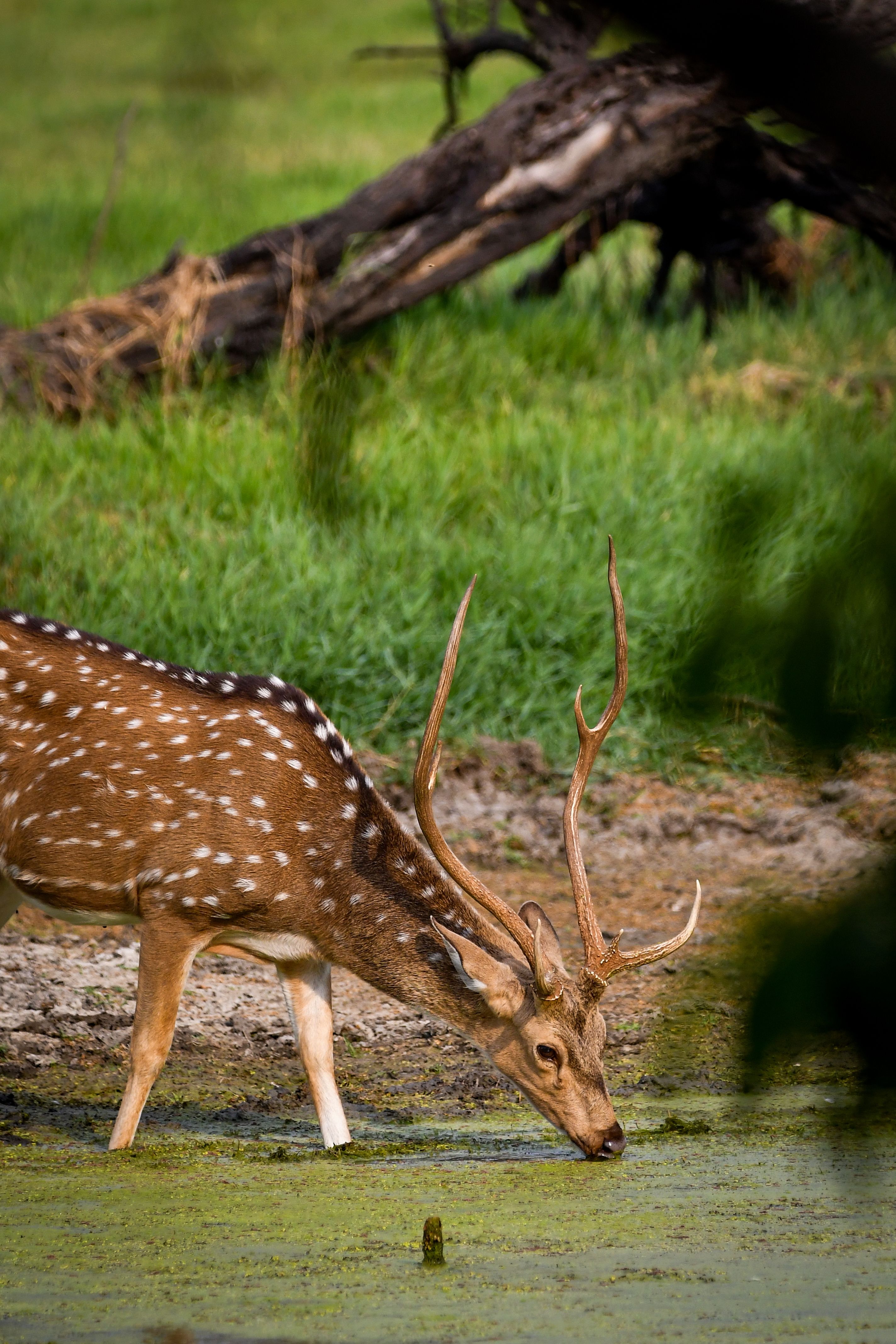 Wilpattu National Park