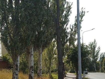 Мариупольские коммунальщики произвели валку аварийных и сухостойных деревьев