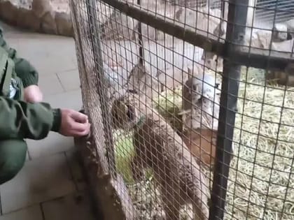 Мариупольский зоопарк. Навестили наших подопечных львят. Совсем недавно передали им дефицитное молоко от Юли Витязевой