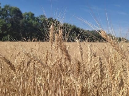 В Мариуполе выгорели четыре гектара пшеницы из-за природного пожара