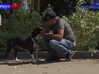 В Мариуполь прибыла гуманитарная помощь для животных