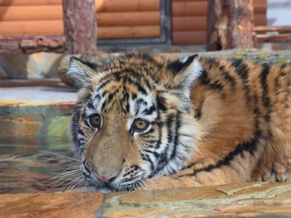 Строители из Санкт-Петербурга полностью восстановили зоопарк Мариуполя