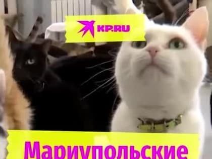 В Мариуполе десятки животных остались без своих домов и хозяев, но теперь, благодаря неравнодушным волонтерам, у этих ко