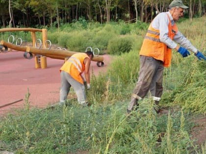 Коммунальщики продолжают очищать Мариуполь от карантинных и сорных трав