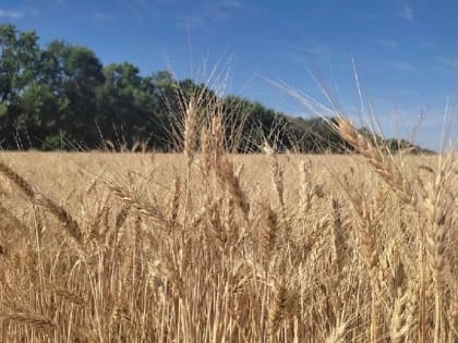 В Мариуполе выгорели четыре гектара пшеницы из-за природного пожара