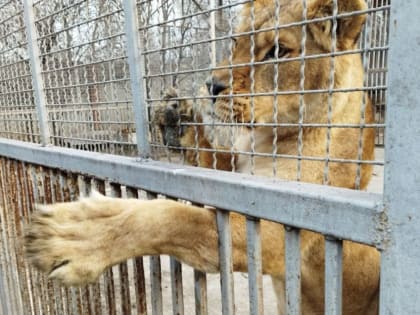 Администрация мариупольского зоопарка намерена сделать его одним из лучших в России