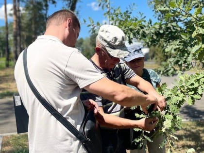 Государственные инспекторы отдела надзора в области карантина и семеноводства, качества и безопасности зерна 08.08.2024 