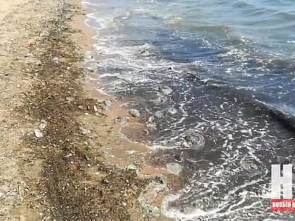 Повышение солености воды в Азовском море стало причиной роста популяции медуз в прибрежной зоне