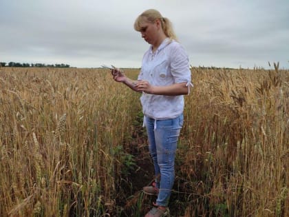 В рамках фитомониторинга в ДНР обследовано более 50 тысяч га сельхозземель