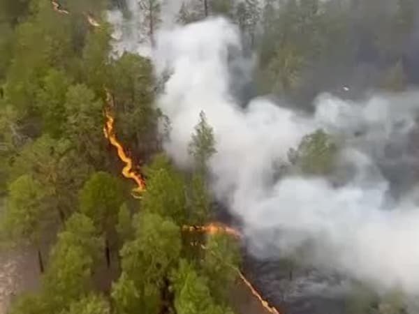 С лесное казахстан