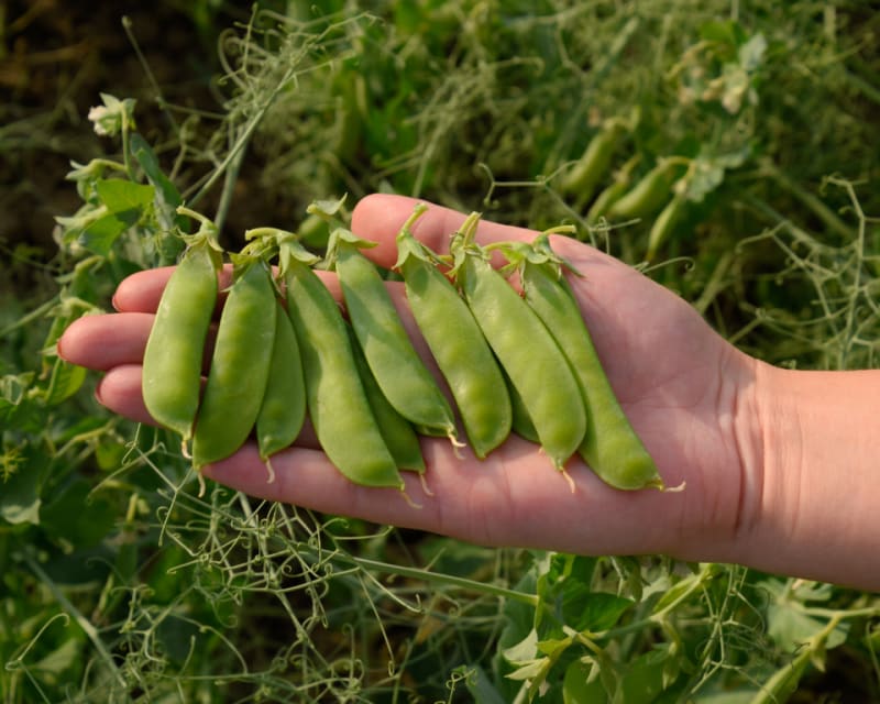 Pea Production: 400 lbs/Acre Gain