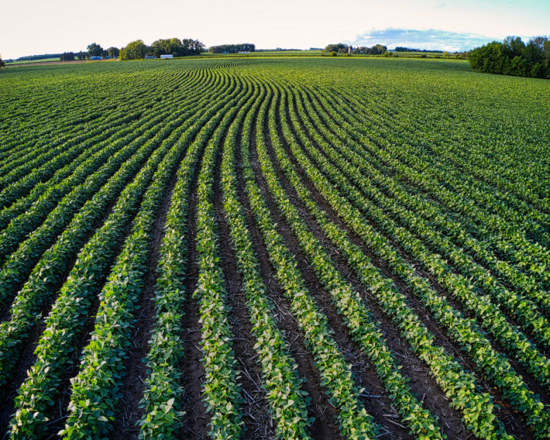 Idaho Potatoes: 17% More Yield