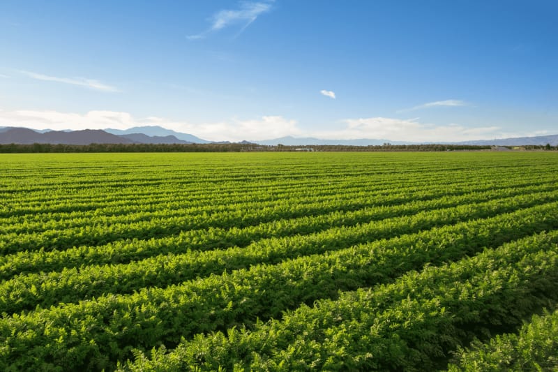 Aerial farmland at golden hour