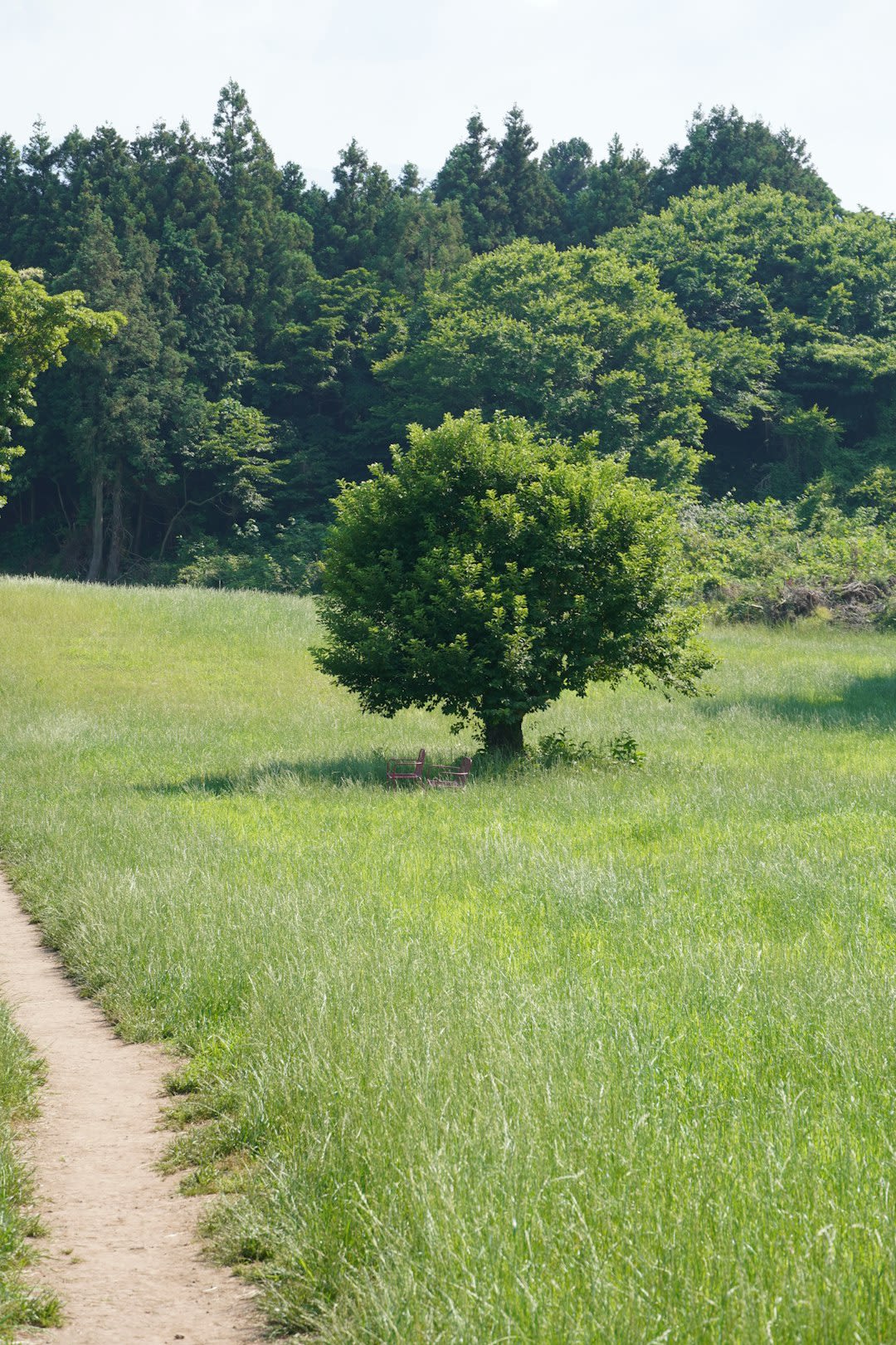 Traveler in field